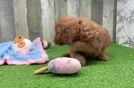 Meet Keanu - our Mini Goldendoodle Puppy Video