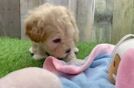 Popular Maltipoo Poodle Mix Pup