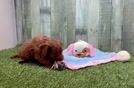 Cavapoo Puppy for Adoption