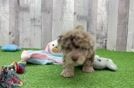 Adorable Havadoodle Poodle Mix Puppy