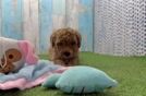 Cavapoo Pup Being Cute
