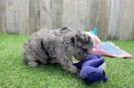 Funny Maltipoo Poodle Mix Pup