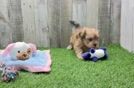 Shih Poo Puppy for Adoption