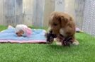 Meet Gilman - our Mini Goldendoodle Puppy Video