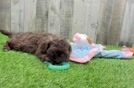 Shih Poo Puppy for Adoption