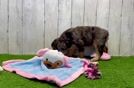 Meet Enzo - our Mini Aussiedoodle Puppy Video