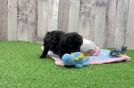 Energetic Pooodle Purebred Puppy
