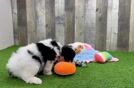 Smart Cavapoo Poodle Mix Pup