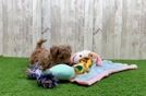 Playful Bichpoo Poodle Mix Puppy