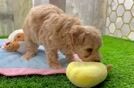 Fluffy Maltipoo Poodle Mix Pup