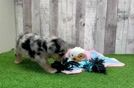 Meet Alonzo - our Mini Aussiedoodle Puppy Video