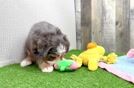 Mini Bernedoodle Puppy for Adoption