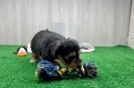 Friendly Yorkie Poo Baby