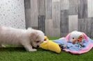 Meet Layla - our Maltipoo Puppy Video