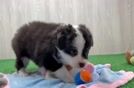 Meet Enzo - our Mini Aussie Puppy Video  - Florida Fur Babies Akc Registered Mini Aussie Purebred Pup