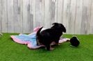 Cute Yorkie Poo Baby