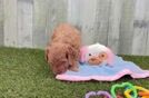 Popular Cavapoo Poodle Mix Pup