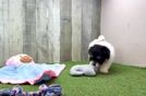 Meet Pablo - our Maltipom Puppy Video