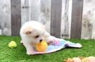 Smart Maltipom Designer Pup