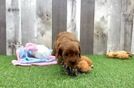 Meet Oceana - our Cavapoo Puppy Video