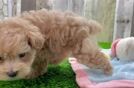 Maltipoo Puppy for Adoption