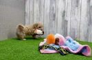 Friendly Maltipoo Baby