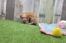 Petite Maltipoo Poodle Mix Pup