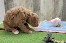 Petite Mini Goldendoodle Poodle Mix Pup