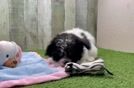Cute Pomachon Baby
