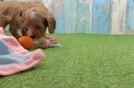 Cavapoo Puppy for Adoption