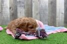 Popular Cavapoo Poodle Mix Pup