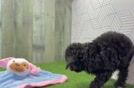 Meet Valkyrie - our Mini Aussiedoodle Puppy Video