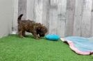 Havapoo Puppy for Adoption