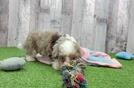 Meet Carolina - our Havapoo Puppy Video