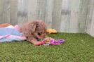 Small Mini Aussiedoodle Baby