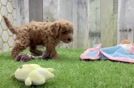 Sweet Cavapoo Baby