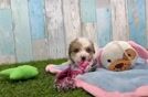 Friendly Poochon Baby