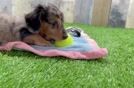 Dachshund Puppy for Adoption