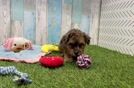 Meet Lager - our Havapoo Puppy Video