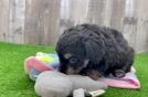 Mini Aussiedoodle Pup Being Cute