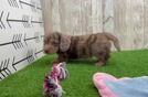 Cute Doxie Purebred Puppy
