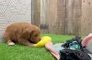 Sweet Mini Goldendoodle Baby