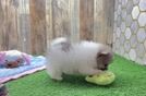 Popular Pomeranian Baby