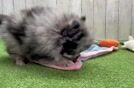 Pomeranian Pup Being Cute