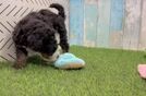 Smart Mini Bernedoodle Poodle Mix Pup