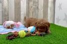 Sweet Mini Goldendoodle Baby