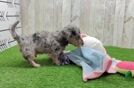 Dachshund Puppy for Adoption