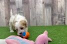 Cavapoo Pup Being Cute