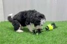 Playful Mini Bernadoodle Poodle Mix Puppy