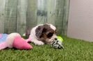 Meet Zale - our Cavapoo Puppy Video